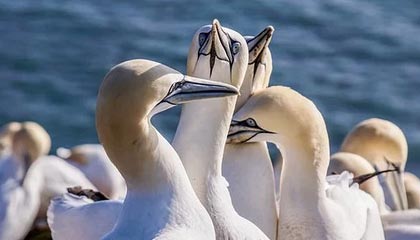 驻米兰总领馆提醒中国公民冬奥会期间注意出行安全