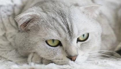 篮球-世界杯资格赛中国女篮首战击败马里队