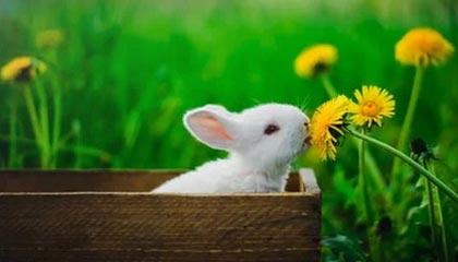 从粉丝村到奥林匹克大道 无需门票也可享受米兰冬奥会